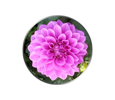 Pink Dahlia Flower Ball Marker