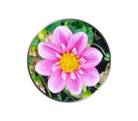 Pink Mini Dahlia Flower Ball Marker