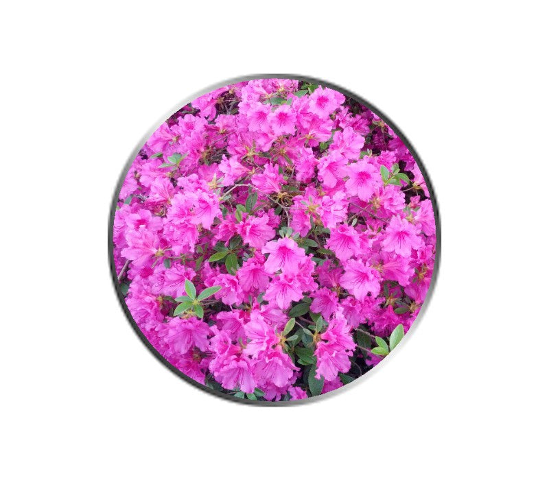 Pink Azalea Flower Ball Marker