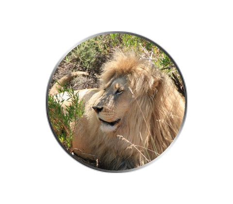 African Lion Ball Marker