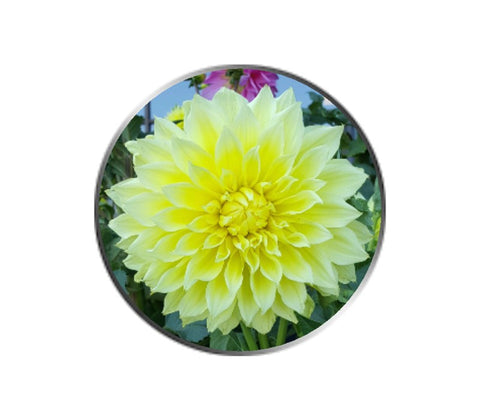 Yellow Dahlia Flower Ball Marker
