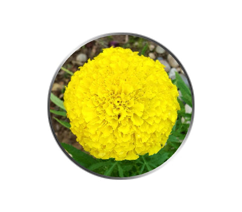 Yellow Marigold Flower Ball Marker