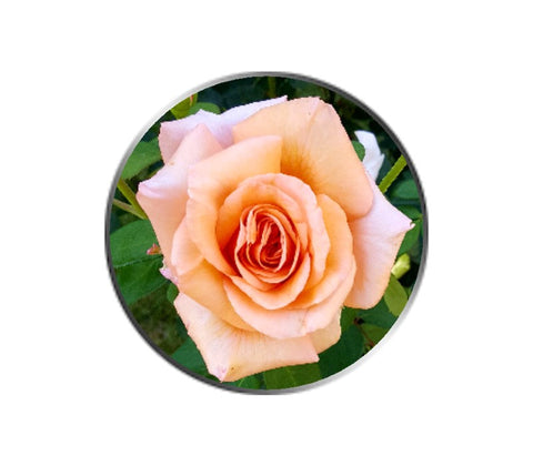 Peach Rose Flower Ball Marker