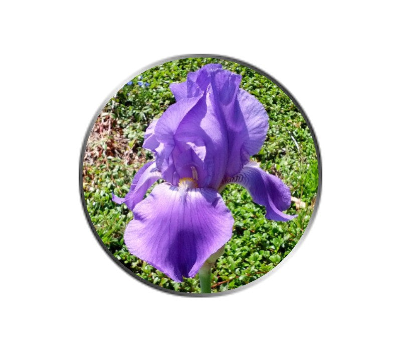 Purple Iris Flower Ball Marker